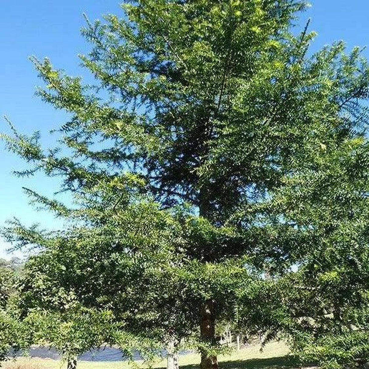 The ARAUCARIA bidwilli (Bunya Pine) - Ex Ground, with its dense green foliage, stands tall against a clear blue sky and grassy ground, making it an ideal choice for landscape projects.-Nursery Near Me