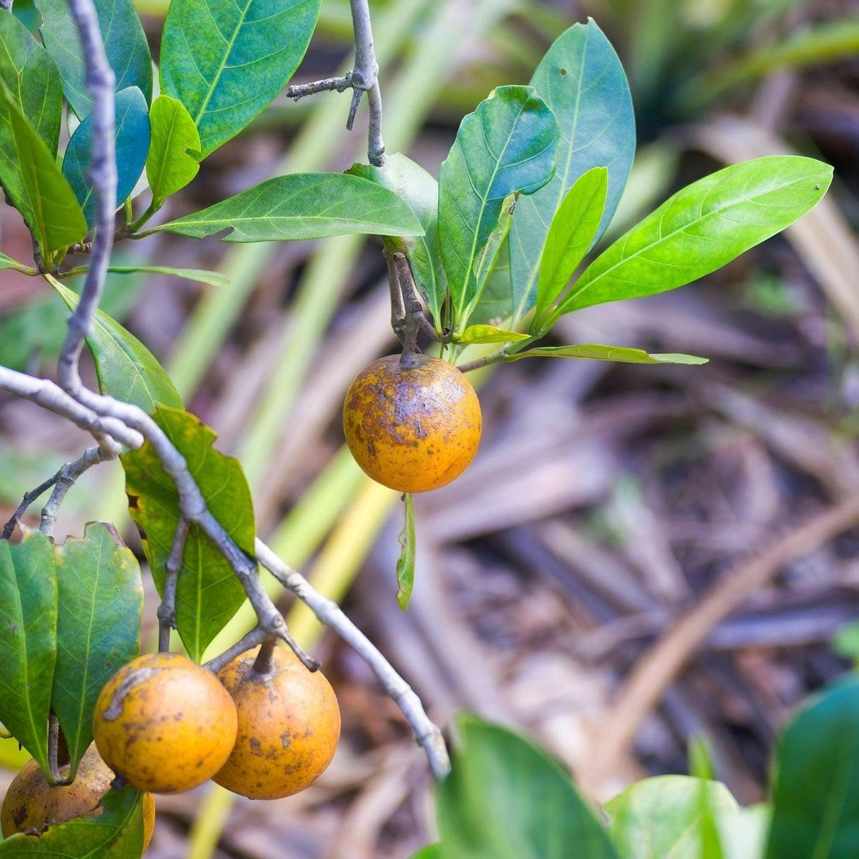 ATRACTOCARPUS fitzalanii Native Gardenia fruits hang from a branch with green leaves, creating a vibrant display ideal for landscape projects.-Nursery Near Me