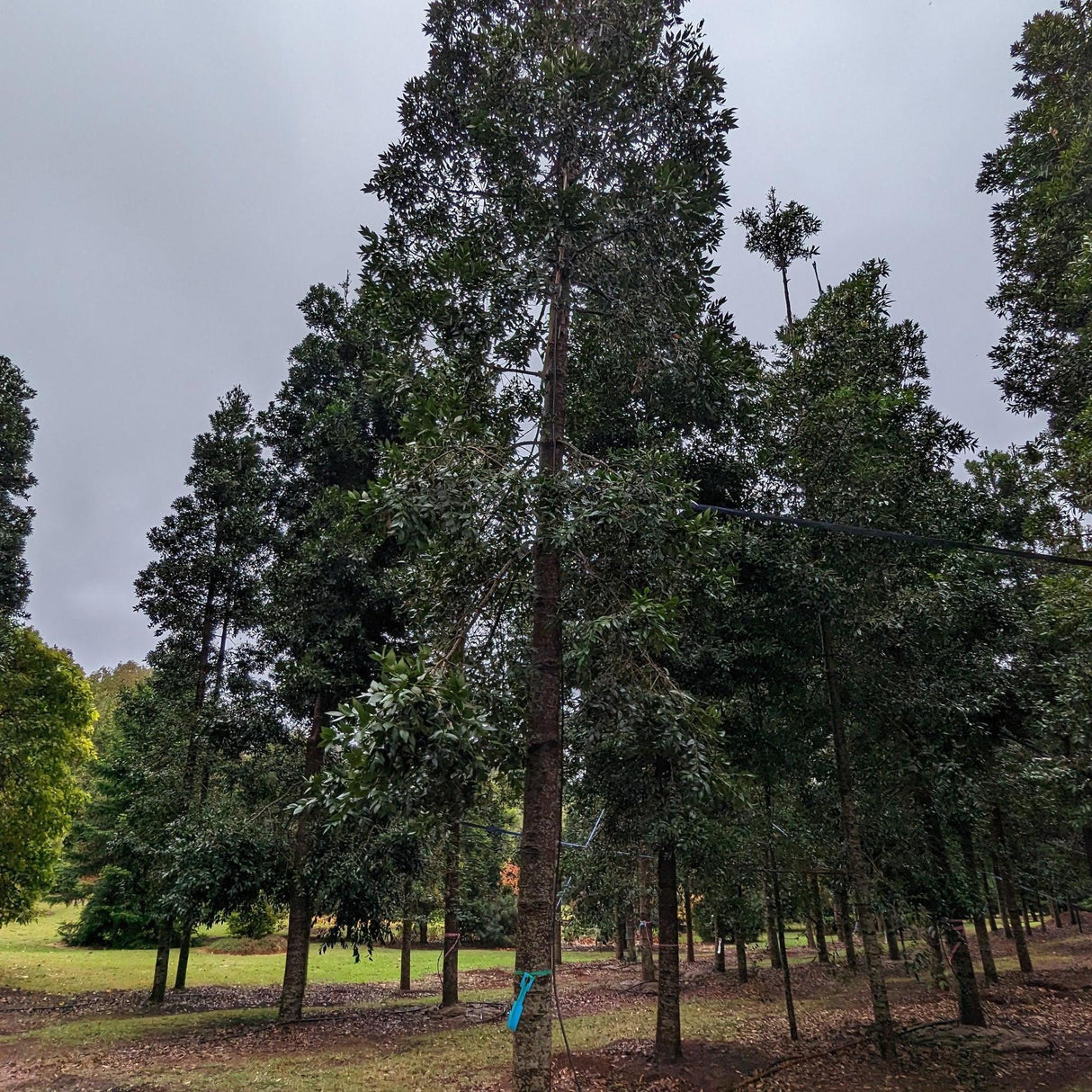 Tall Agathis Robusta Queensland Kauri Pines with dense foliage, under an overcast sky, provide instant landscape value. Green grass carpets the grounds beside a dirt path, enhancing natures tranquility.-Nursery Near Me