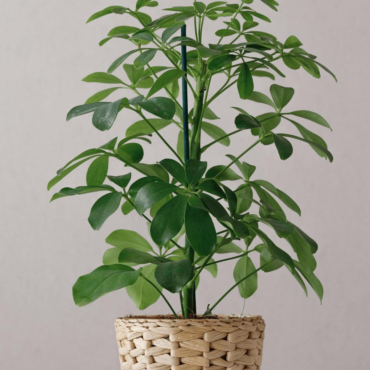 schefflera arboricola height Alpine Junior Umbrella Tree - Schefflera arboricola 'Alpine Junior'