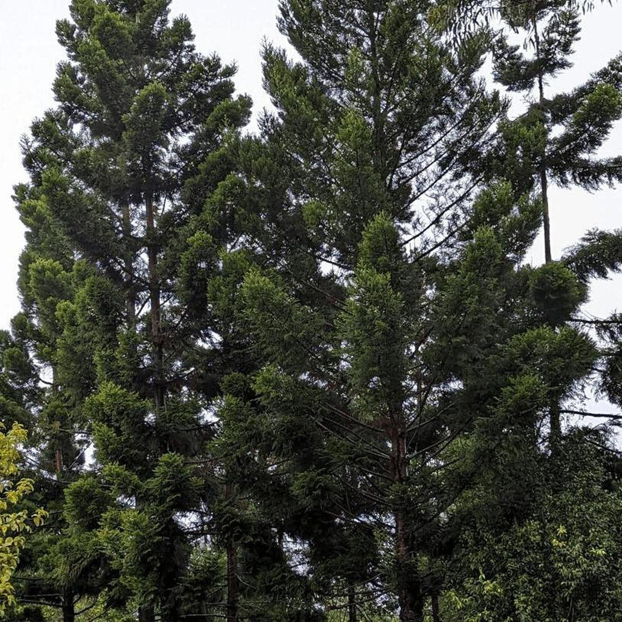The Araucaria cunninghamii (Hoop Pine) - Ex Ground, with its tall stature and lush green needles, stands majestically against a cloudy backdrop, making it ideal for landscape projects.-Nursery Near Me