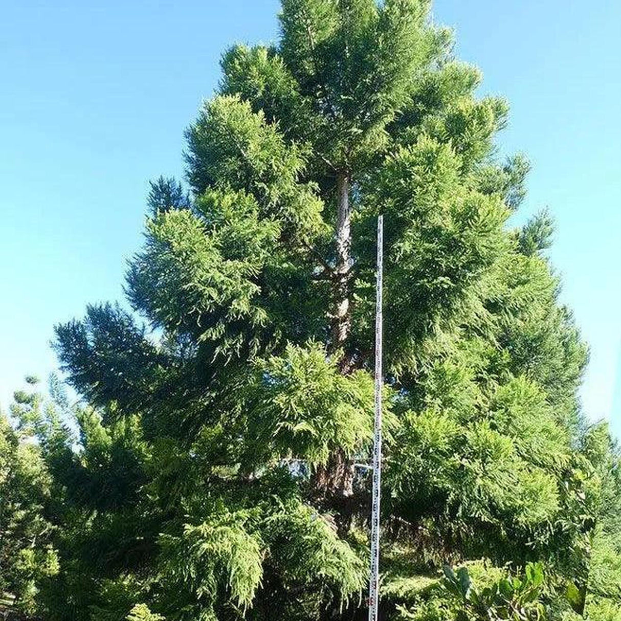 An impressive Araucaria cunninghamii (Hoop Pine) - Ex Ground stands under the blue sky, a measuring pole against its trunk, making it an ideal centerpiece for landscape projects.-Nursery Near Me
