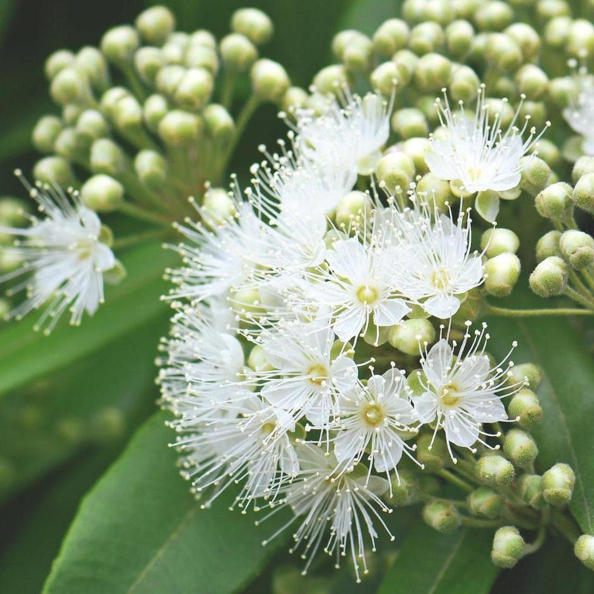 A close-up of white blossoms with delicate stamens, surrounded by green leaves and unopened buds, perfect for landscape projects featuring BACKHOUSIA citriodora Lemon Myrtle (Lemon-Scented Myrtle) - Ex Ground.-Nursery Near Me