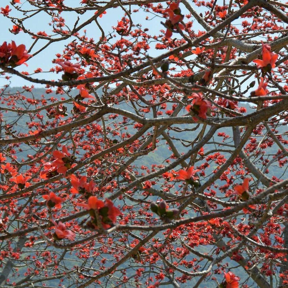 The BOMBAX ceiba (Red Silk Cotton Tree) - Ex Ground features stunning red flowers on its branches, set against a clear sky for a picturesque scene.-Nursery Near Me