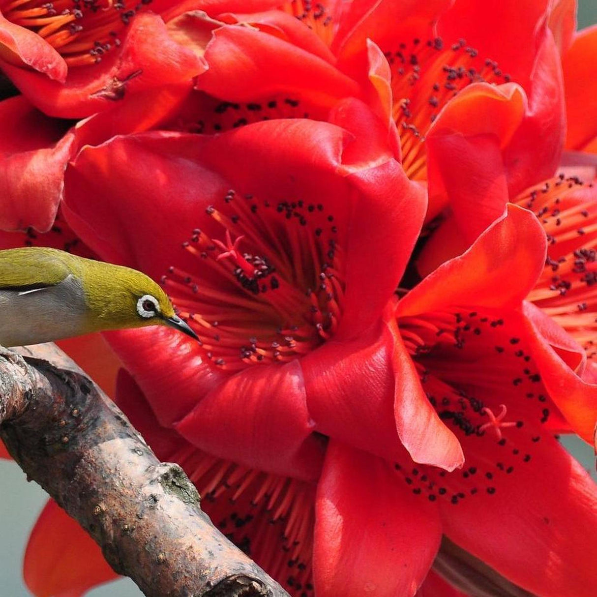 A small green bird perched on a branch of the BOMBAX ceiba (Red Silk Cotton Tree) - Ex Ground, surrounded by large, vibrant red flowers.-Nursery Near Me