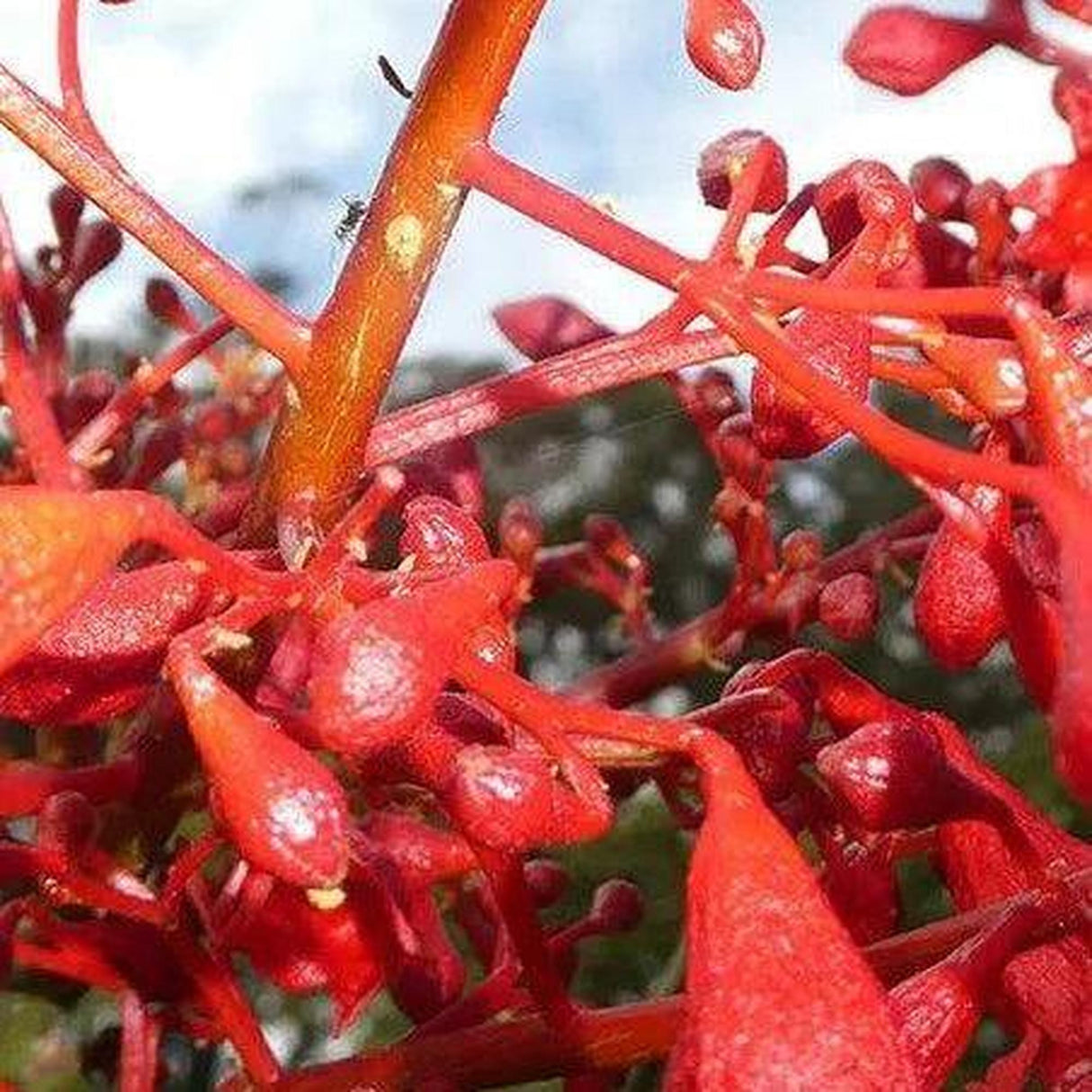 The vibrant red flowers and small buds of the BRACHYCHITON acerifolius x bidwillii (Red Robin) grafted - Ex Ground stand out against a blurred backdrop of sky and foliage, offering landscape value with their striking appearance and low water needs.-Nursery Near Me