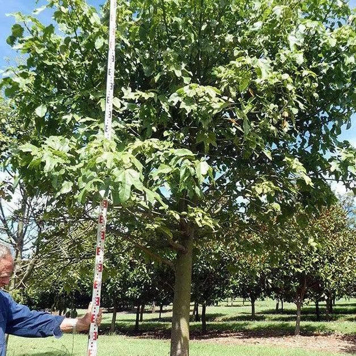 Someone measures a lush BRACHYCHITON acerifolius x discolor (Clarabelle) grafted tree in a garden with a tall pole under a clear, sunny sky.-Nursery Near Me