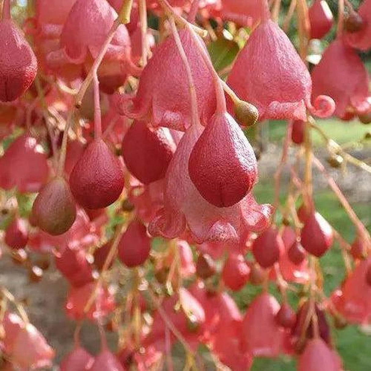 A close-up showcases bell-shaped pink and red flowers, thriving on the drought-tolerant BRACHYCHITON acerifolius x populneus ‘Bella Pink’ grafted - Ex Ground tree in a garden.-Nursery Near Me