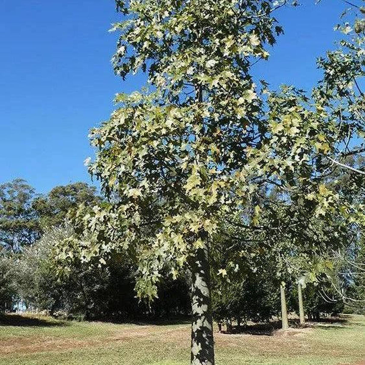 A young BRACHYCHITON australis (Broad Leaved Bottle Tree) with green leaves stands in a sunlit field against a clear blue sky, providing instant landscape value.-Nursery Near Me