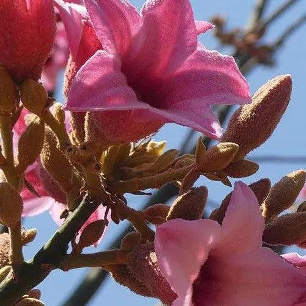 The BRACHYCHITON discolor (Lacebark) - Ex Ground showcases pink trumpet-shaped flowers on a root-pruned tree, thriving with low water needs and enhancing landscapes against a clear blue sky.-Nursery Near Me