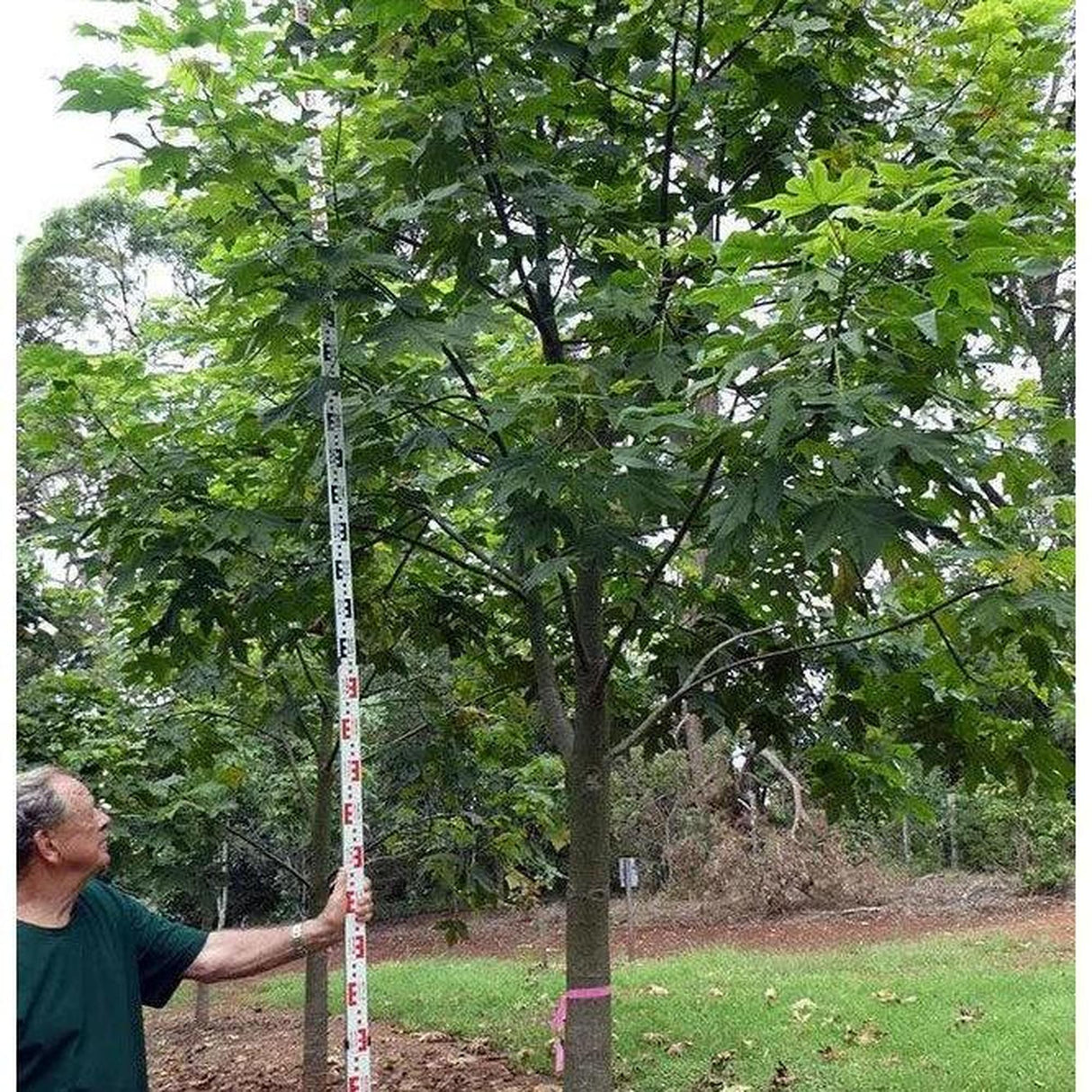 In a garden, someone is measuring a young BRACHYCHITON discolor (Lacebark) - Ex Ground tree with a tall stick, observing its advanced growth despite needing little water.-Nursery Near Me