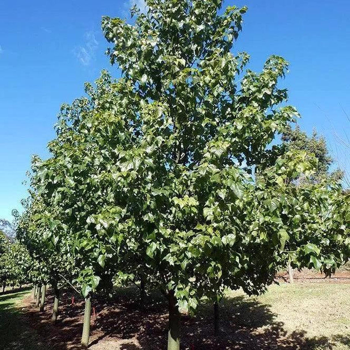 A row of BRACHYCHITON incarnatus (hybrid - discolor x populneus) trees stands proudly under a clear sky, forming the centerpiece of innovative landscape projects in this sunny outdoor setting.-Nursery Near Me