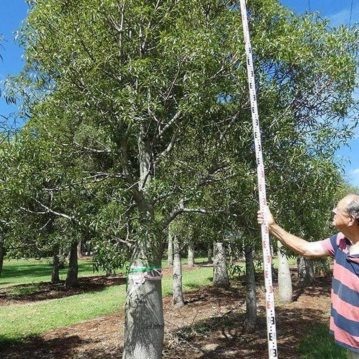 In a sunny park, a person uses a long pole to measure the impressive BRACHYCHITON rupestris (Queensland Bottle Tree) - Ex Ground, marveling at its advanced size and low water needs.-Nursery Near Me