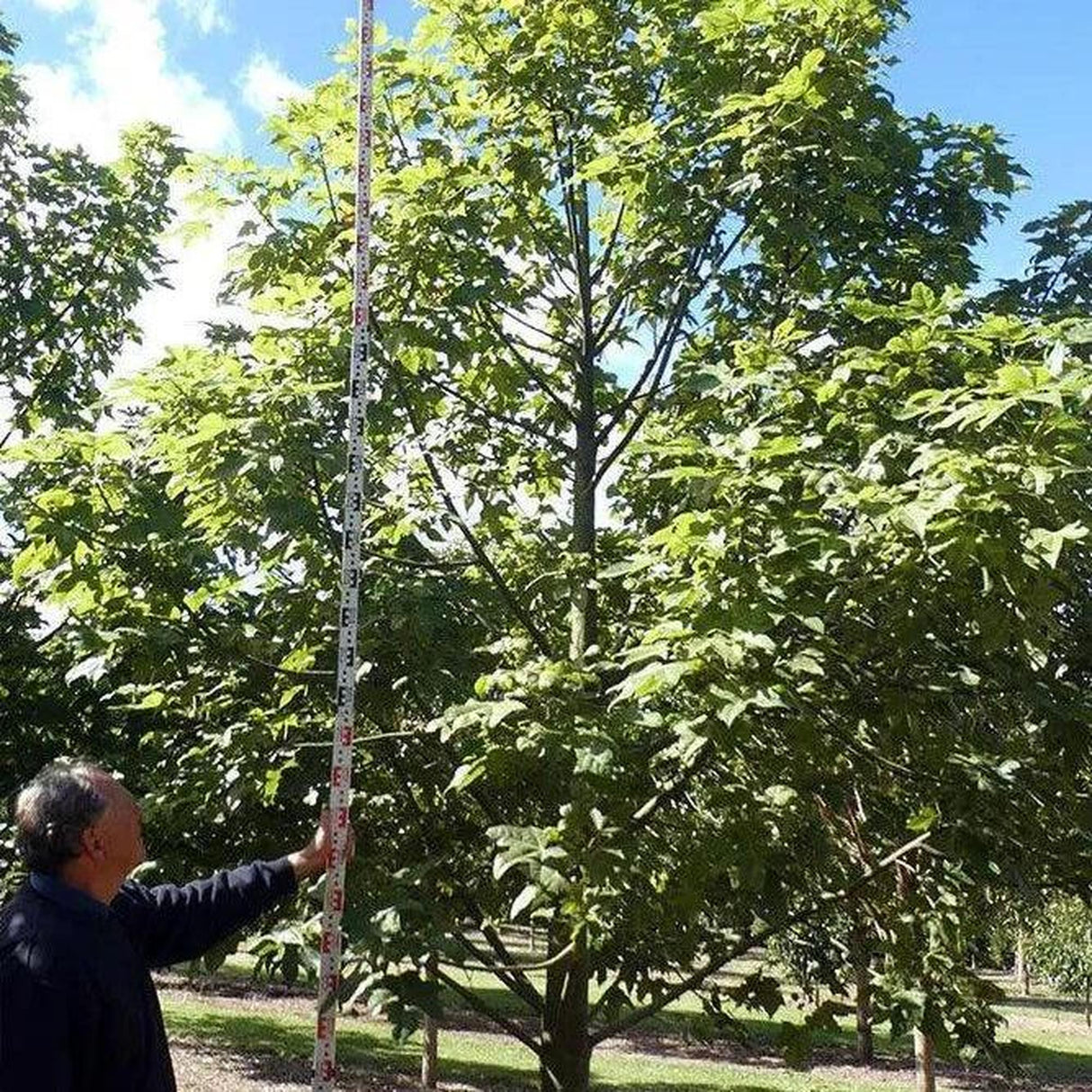 Under a clear blue sky, a man uses a long ruler to measure the towering BRACHYCHITON vinicolor (hybrid – acerifolius x discolor), ideal for advanced Ex Ground tree landscape projects.-Nursery Near Me