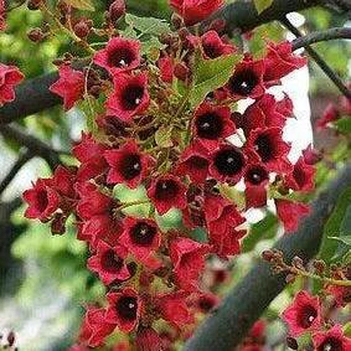The branch bears a cluster of red Brachychiton vinicolor blossoms with green leaves, ideal for landscape projects seeking vibrant beauty.-Nursery Near Me