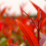 Big Red Lilly Pilly