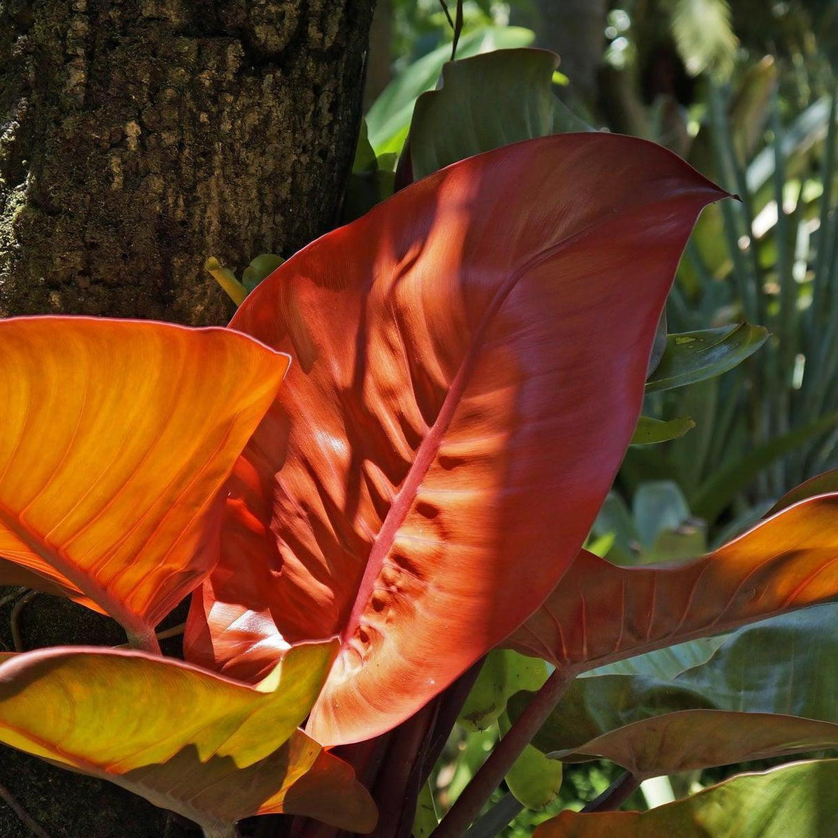 blushing philodendron plant Blushing Philodendron - Philodendron erubescens