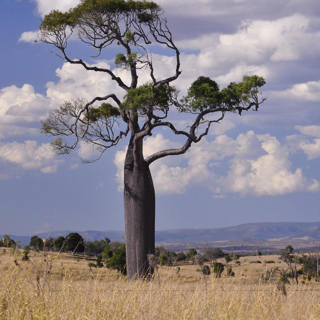 A solitary Adansonia gregorii (Boab Tree) with sparse, winding branches stands gracefully in grassy plains beneath a cloudy sky, highlighting its low water needs.-Nursery Near Me