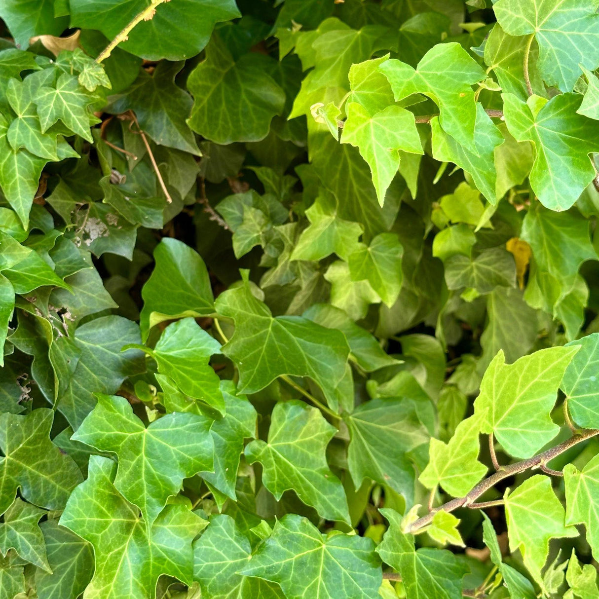 Lush cluster of vibrant green Boston Ivy - Parthenocissus tricuspidata leaves, a vigorous climber perfect for covering walls, with sunlight illuminating parts of the foliage.