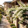 Bougainvillea ‘White Cascade’