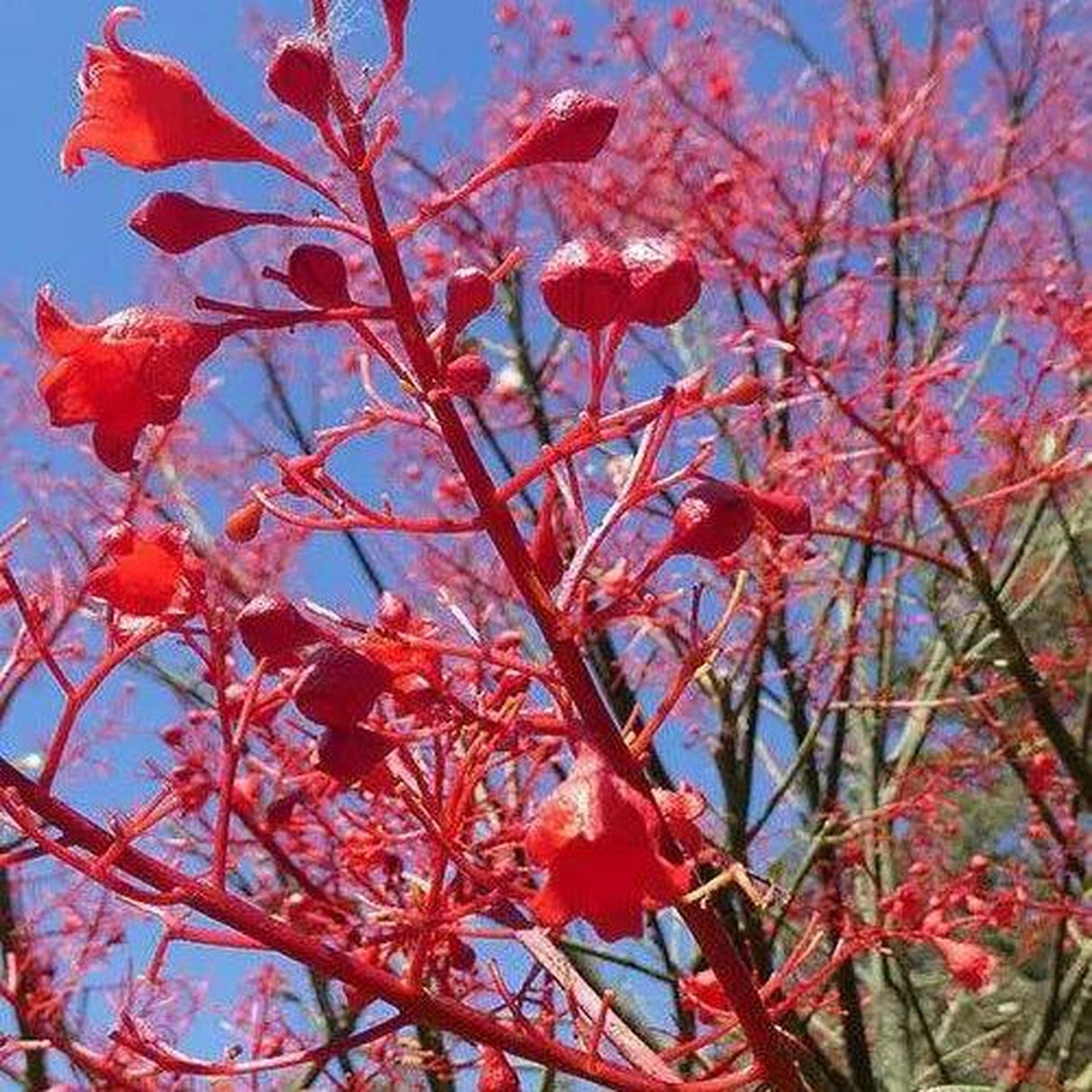 The Brachychiton acerifolius (Flame Tree) - Ex Ground enhances the landscape with vibrant red blossoms against a blue sky, offering stunning beauty and low water needs.-Nursery Near Me