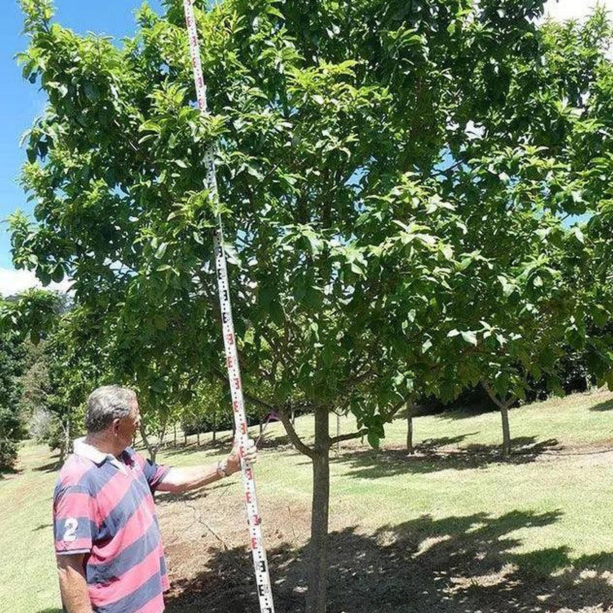 A person uses a measuring stick to gauge the height of a magnificent CALODENDRON capense (Cape Chestnut) - Ex Ground against the bright blue sky, marveling at its growth after expert root-pruning.-Nursery Near Me