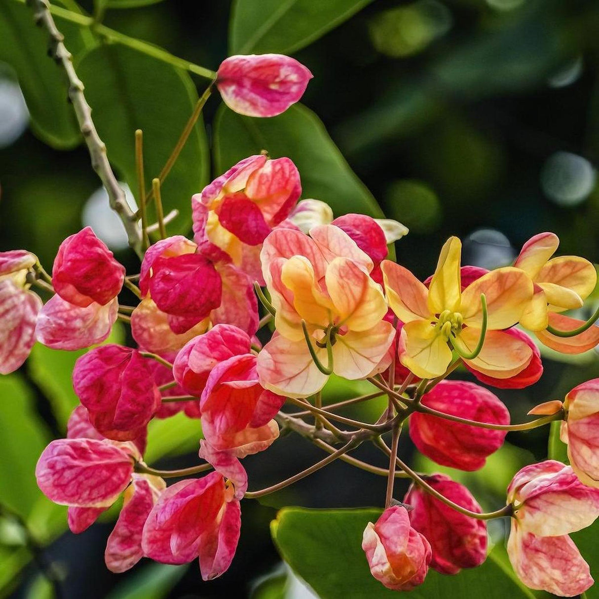 Vibrant pink and yellow flowers with a green backdrop create a stunning display for landscaping. The CASSIA X NEALIAE (Cassia Rainbow Shower) - Ex Ground adds an elegant touch with its striking hues.-Nursery Near Me