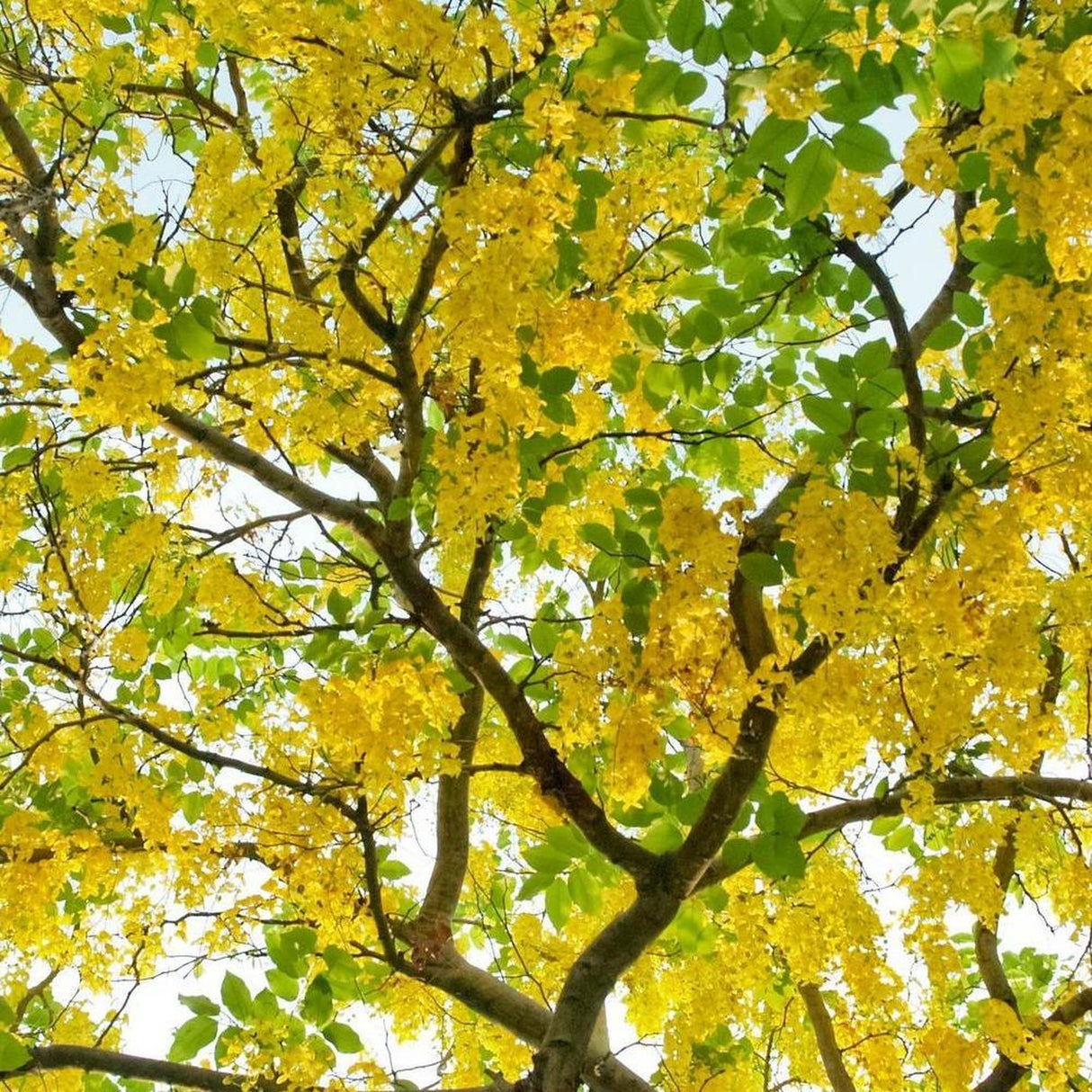 The Golden Shower Tree (CASSIA fistula - Ex Ground), with vibrant yellow flowers and green leaves against a light blue sky, beautifully inspires landscape projects.-Nursery Near Me