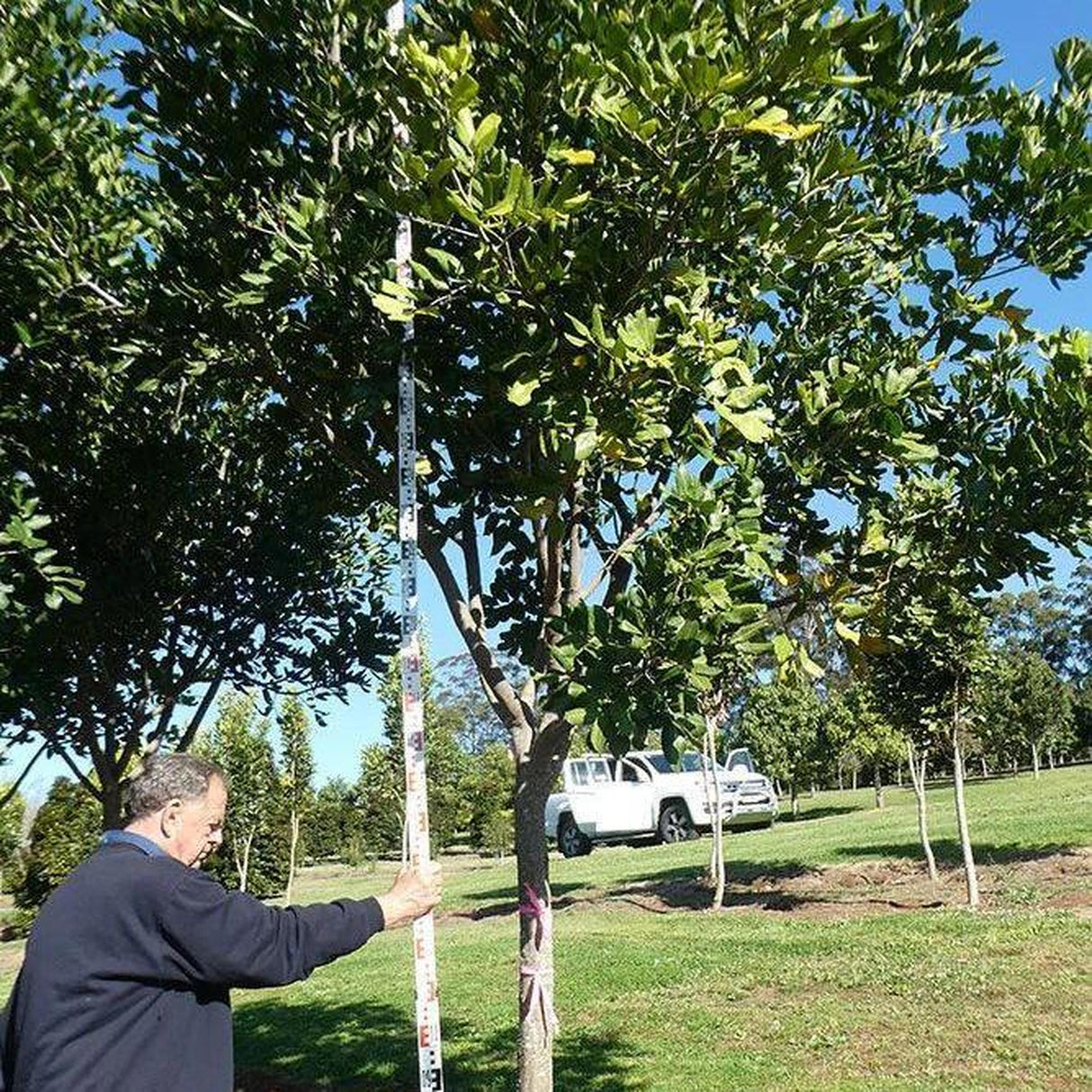 In a sunny field, a person carefully measures the CUPANIOPSIS anacardioides (Tuckeroo) - Ex Ground with a pole. A white truck in the background suggests broader landscape projects or urban design endeavors underway.-Nursery Near Me