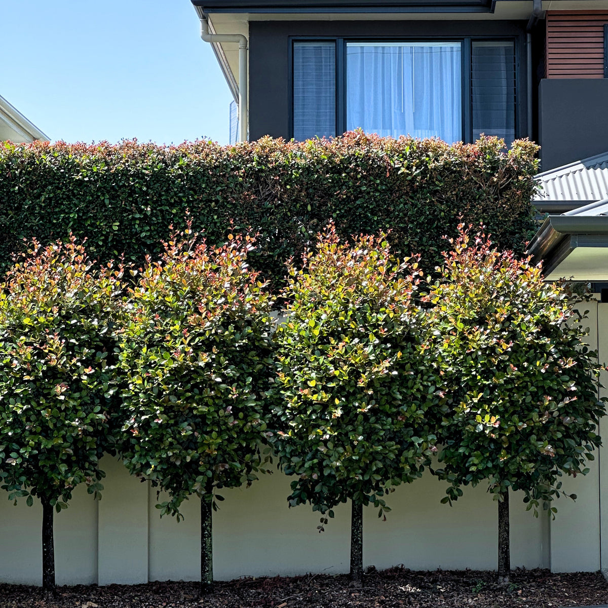 cherry bomb plants Cherry Bomb Lilly Pilly - Syzygium australe 'Cherry Bomb'