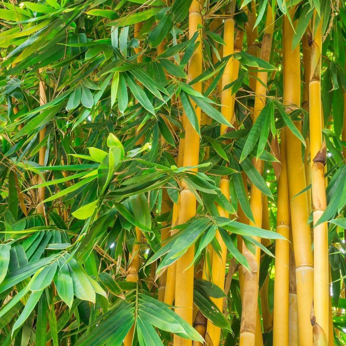 China Gold Bamboo - Bambusa eutuldoides viridi-vittata 'China Gold'