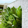 Cigar Plant