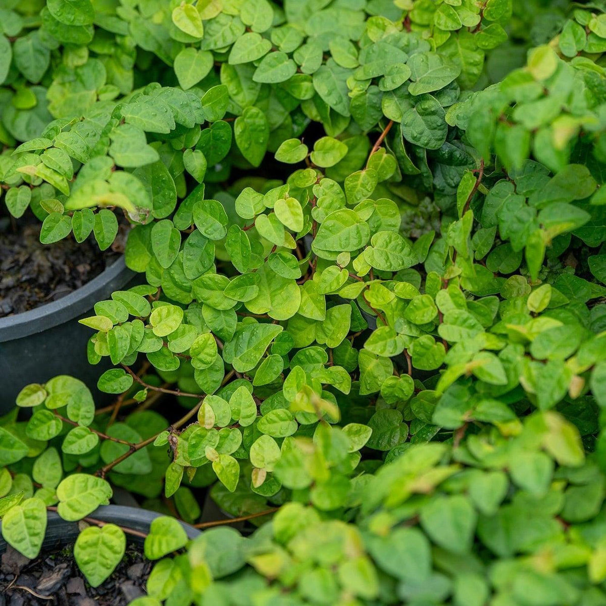 Close-up of green Climbing Fig - Ficus pumila leaves, a fast-growing climber ideal for pots outdoors, perfect as an evergreen wall cover.