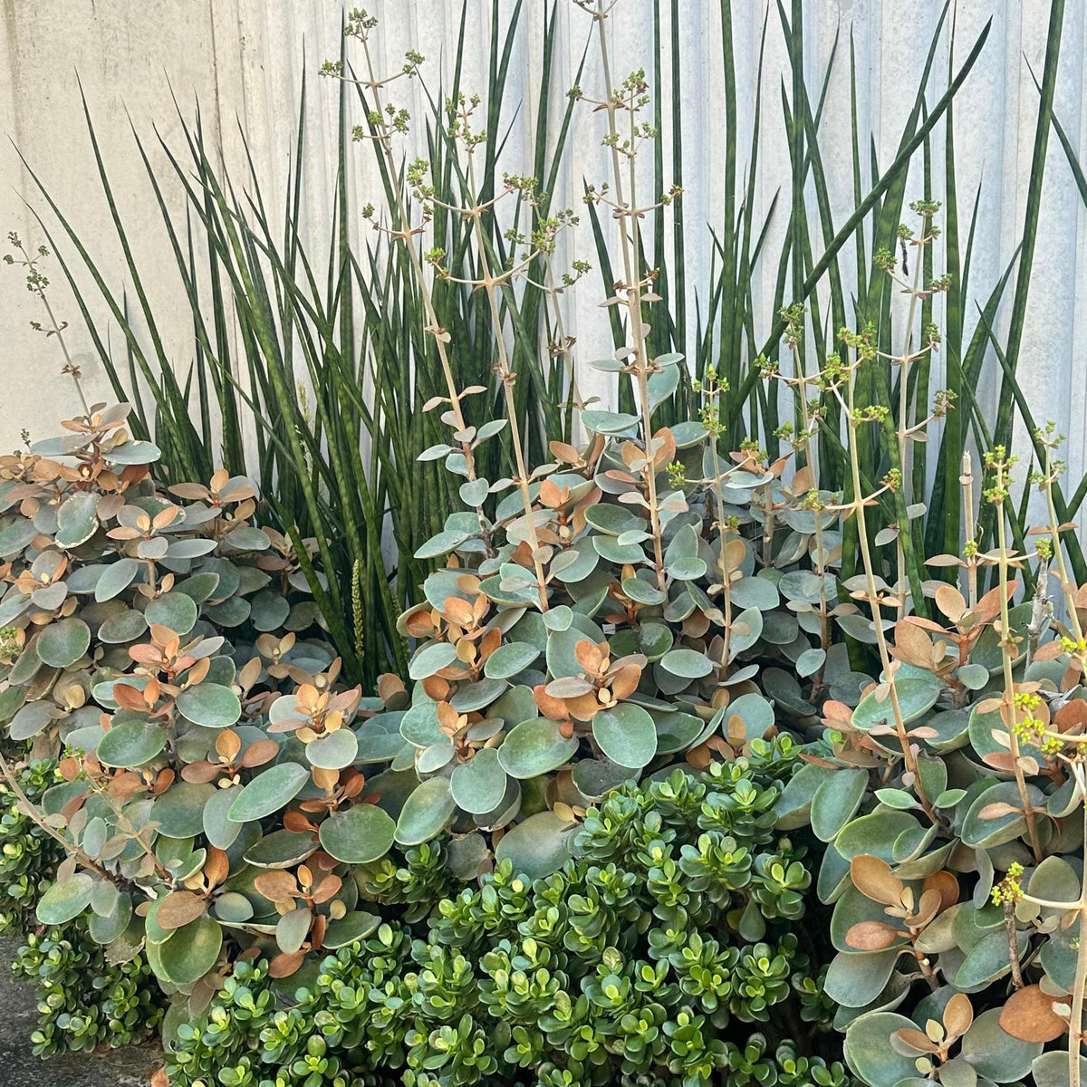 copper spoon plant Copper Spoons Kalanchoe - Kalanchoe orgyalis