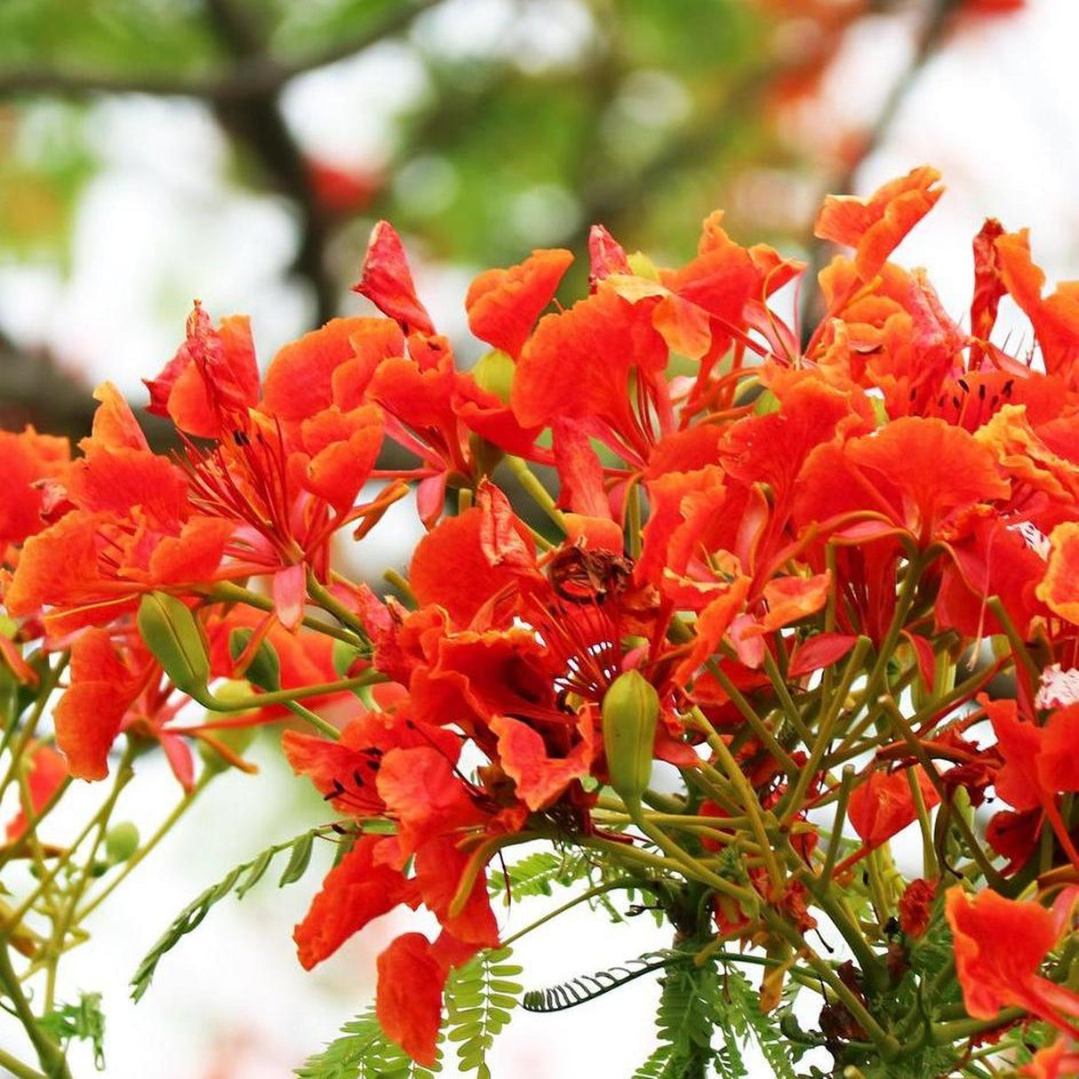 The vibrant red-orange flowers and green leaves of DELONIX regia (Royal Poinciana) - Ex Ground, set against a blurred natural background, are a stunning addition to landscape projects with their low water needs.-Nursery Near Me