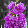Diamonds in the Dark Mystic Magenta Crepe Myrtle