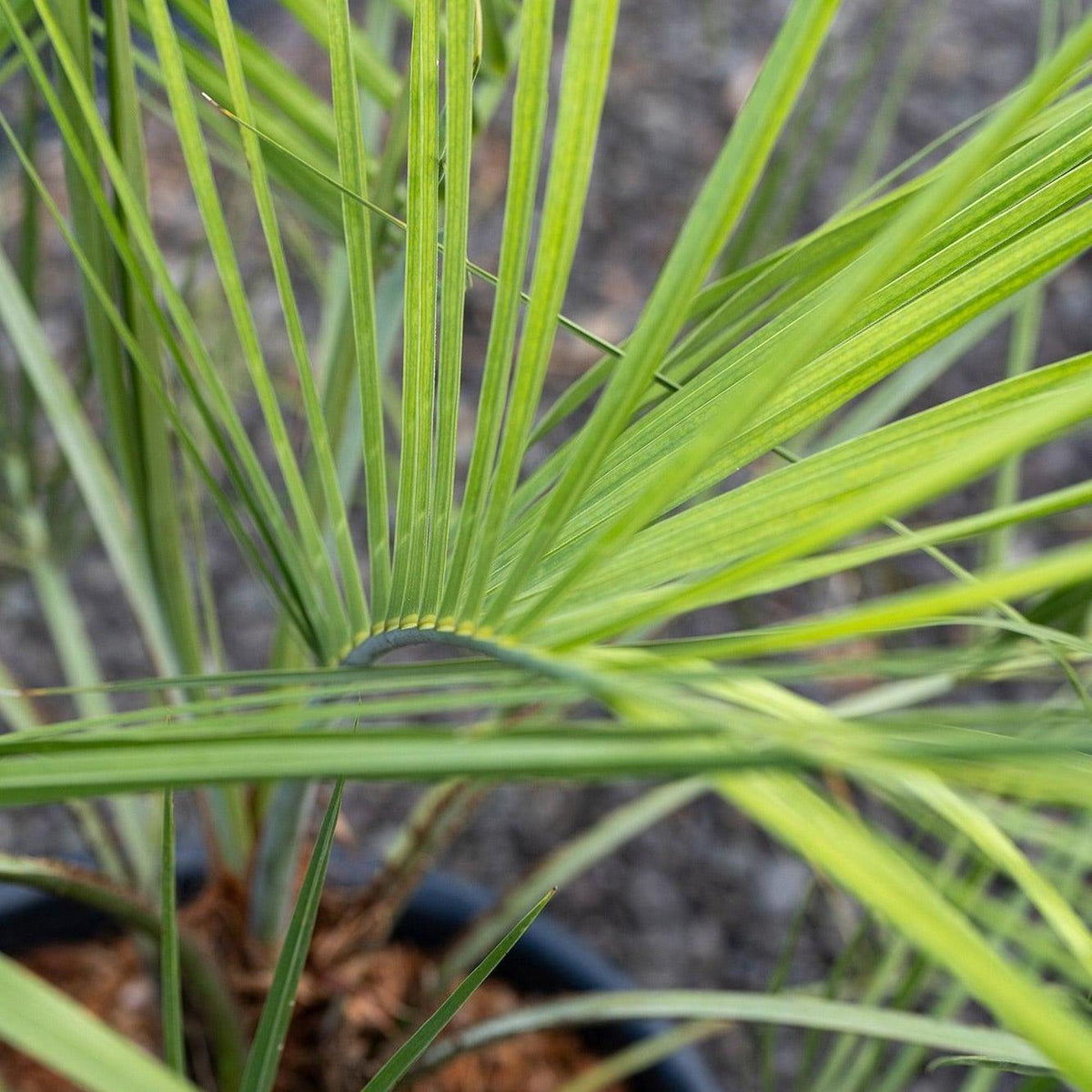 Close-up of lush green leaves of the Dwarf Date Palm (Phoenix roebelenii) in a pot, set against a blurred outdoor background.