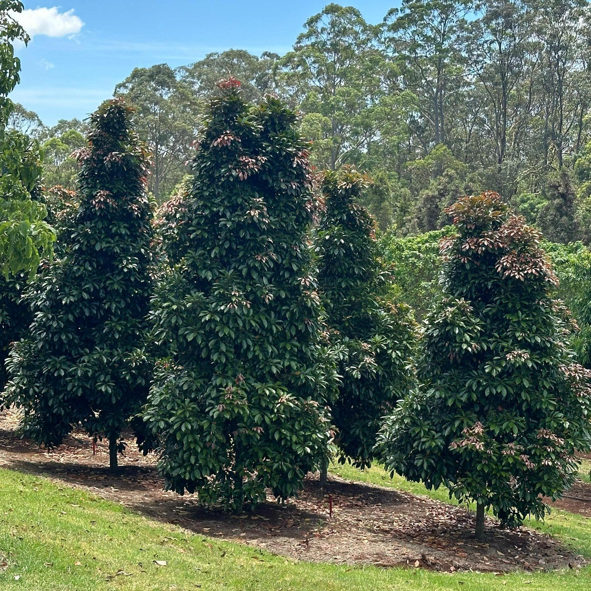 The grassy field features tall conical ELAEOCARPUS eumundi trees, their dark green foliage enhancing the forest backdrop. Ideal for landscape projects, these vibrant areas flourish with Eumundi Quandong and advanced ex ground trees.-Nursery Near Me
