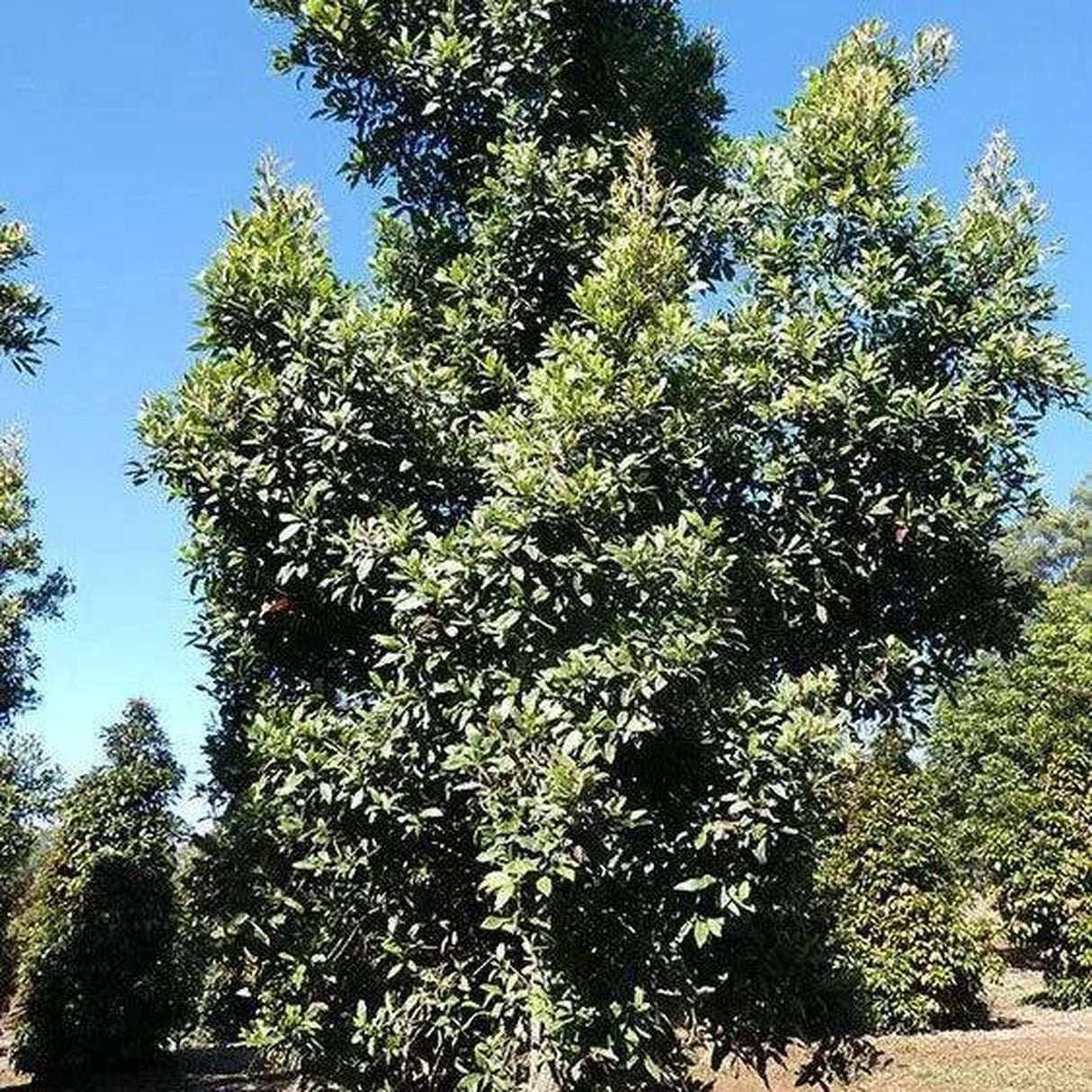 A tall, leafy ELAEOCARPUS reticulatus Prima Donna (Blueberry Ash) - Ex Ground stands majestically under the clear sky, surrounded by lush foliage and nearby trees, providing instant landscape impact with its unique charm and low water needs.-Nursery Near Me