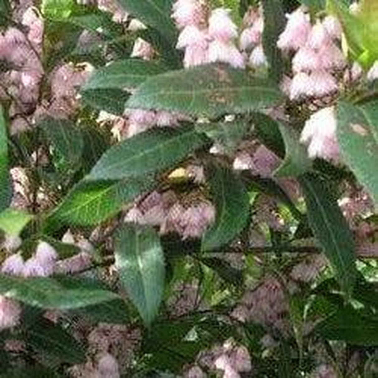 Close-up of pink bell-shaped flowers with green leaves in sunlight, highlighting the ELAEOCARPUS reticulatus Prima Donna (Blueberry Ash) - Ex Ground and its striking landscape impact.-Nursery Near Me