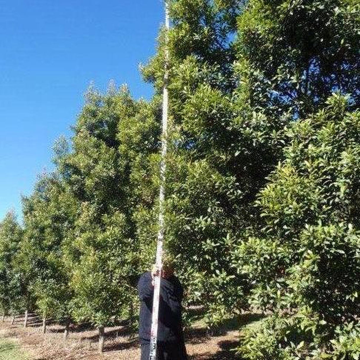 Under a clear blue sky, someone holds an absurdly tall stick beside a row of ELAEOCARPUS reticulatus Prima Donna (Blueberry Ash), creating an immediate landscape impact.-Nursery Near Me