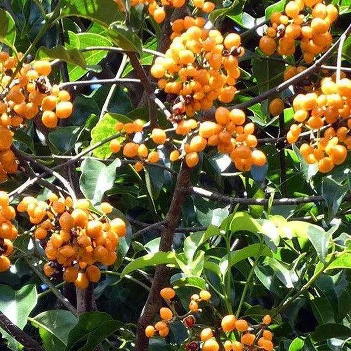 Clusters of orange berries adorn lush green foliage of the EMMENOSPERMA alphitonioides (Yellow Ash) - Ex Ground, thriving in a sunny outdoor setting, reminiscent of a field-grown tree with low water requirements.-Nursery Near Me