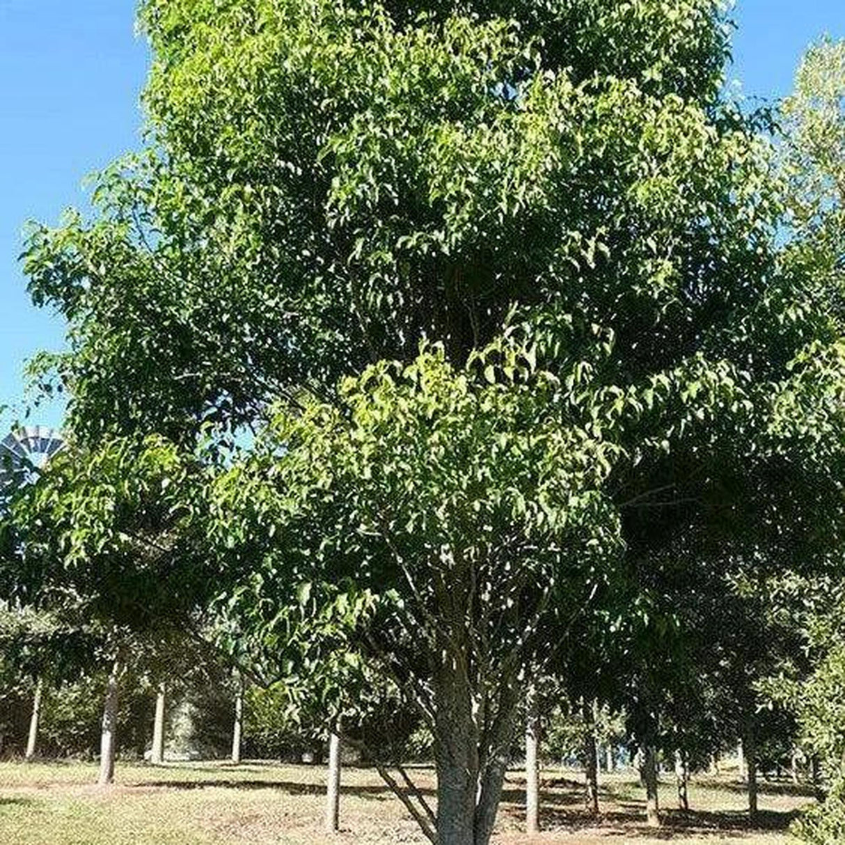 An EMMENOSPERMA alphitonioides (Yellow Ash) - Ex Ground tree, vibrant and lush under a clear blue sky in a grassy area, highlights its low water needs.-Nursery Near Me