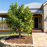 Eureka Lemon Tree