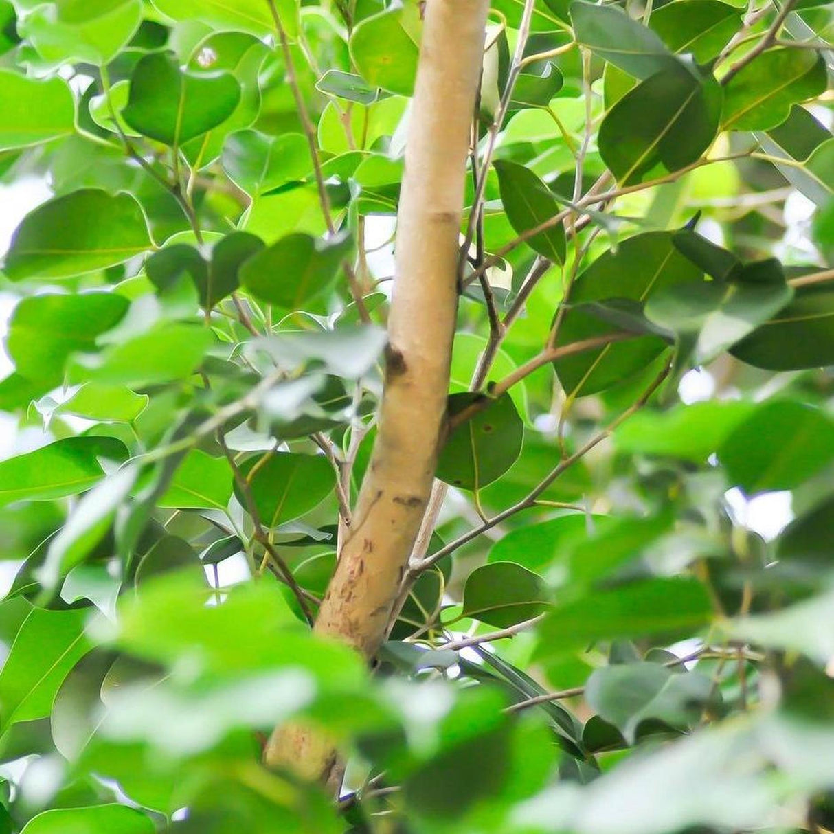 Lush green leaves envelop the slender trunk of the FICUS benjamina (Weeping Fig) - Ex Ground, creating a serene and vibrant scene that enhances landscape value.-Nursery Near Me