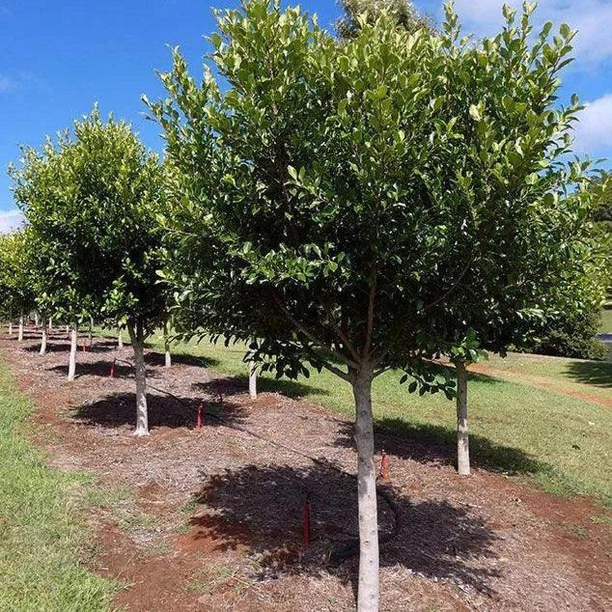 A row of neatly trimmed FICUS microcarpa hillii (Ficus Hilii Flash) - Ex Ground trees enhances a grassy area under a partly cloudy sky, ideal for advanced ex ground tree landscape projects.-Nursery Near Me