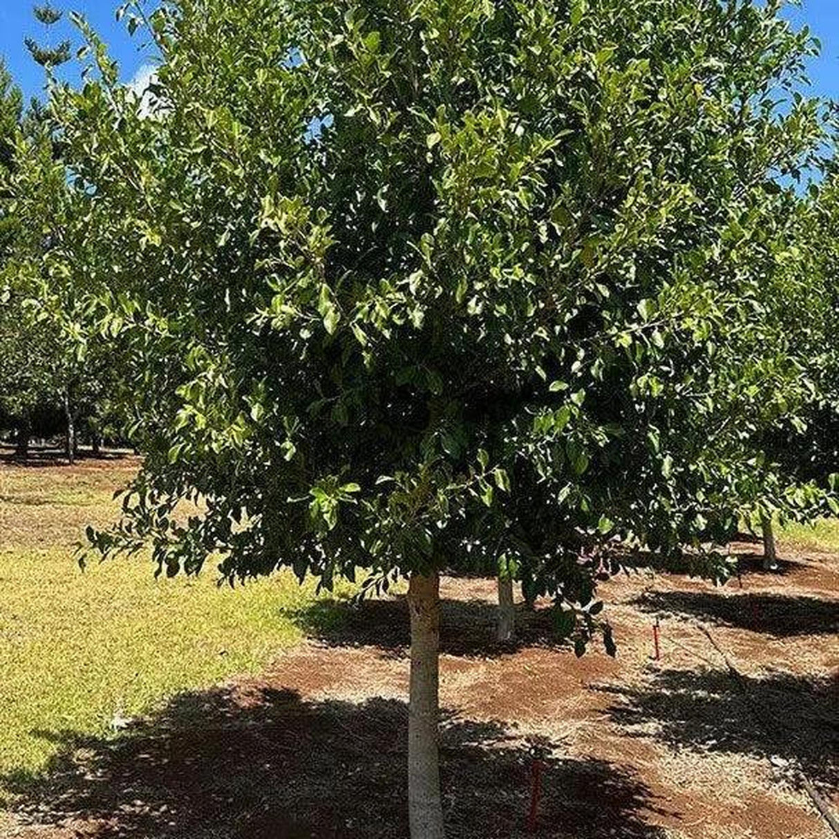 The FICUS microcarpa hillii (Ficus Hilii Flash) - Ex Ground, with its lush canopy, stands on a grassy patch on a sunny day, ideal for enhancing landscape projects.-Nursery Near Me