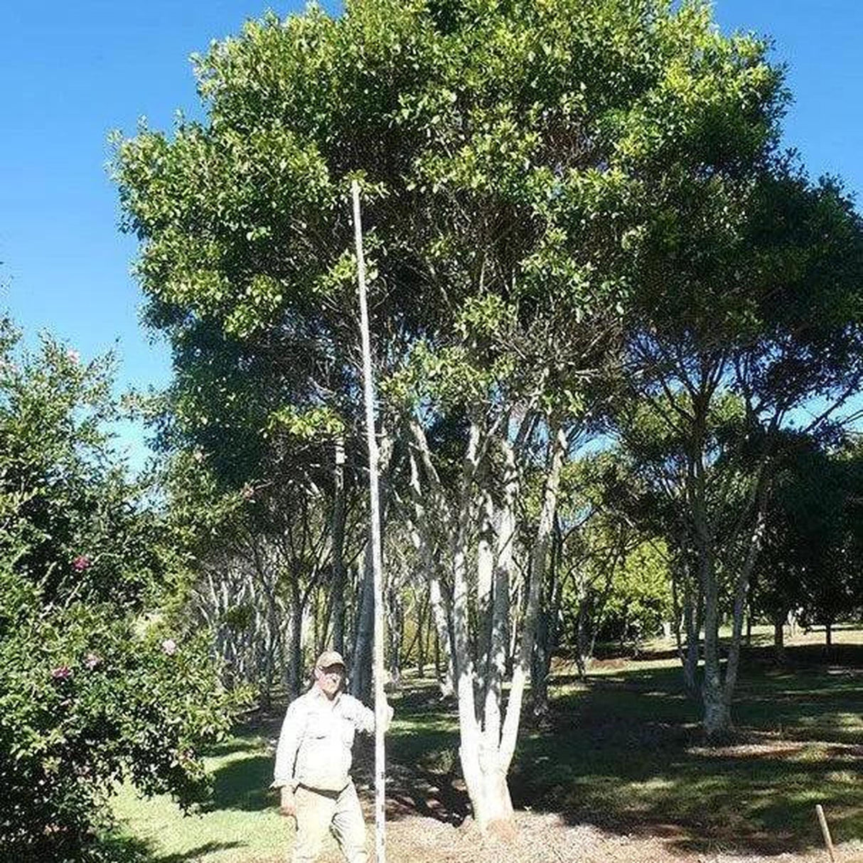 A person stands beside a tall pole next to a majestic FICUS obliqua (Small Leafed Fig) - Ex Ground in the park on a sunny day.-Nursery Near Me
