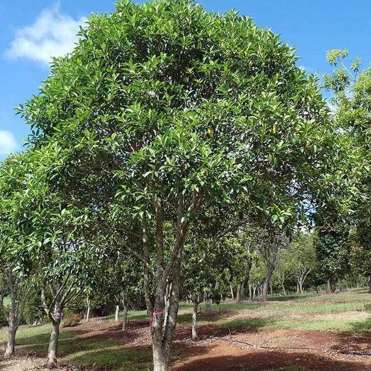 A FICUS rubiginosa (Port Jackson Fig) - Ex Ground with a lush, round canopy enhances the sunny parks landscape, amidst vibrant grass and other trees—perfect for inspiring landscape projects.-Nursery Near Me