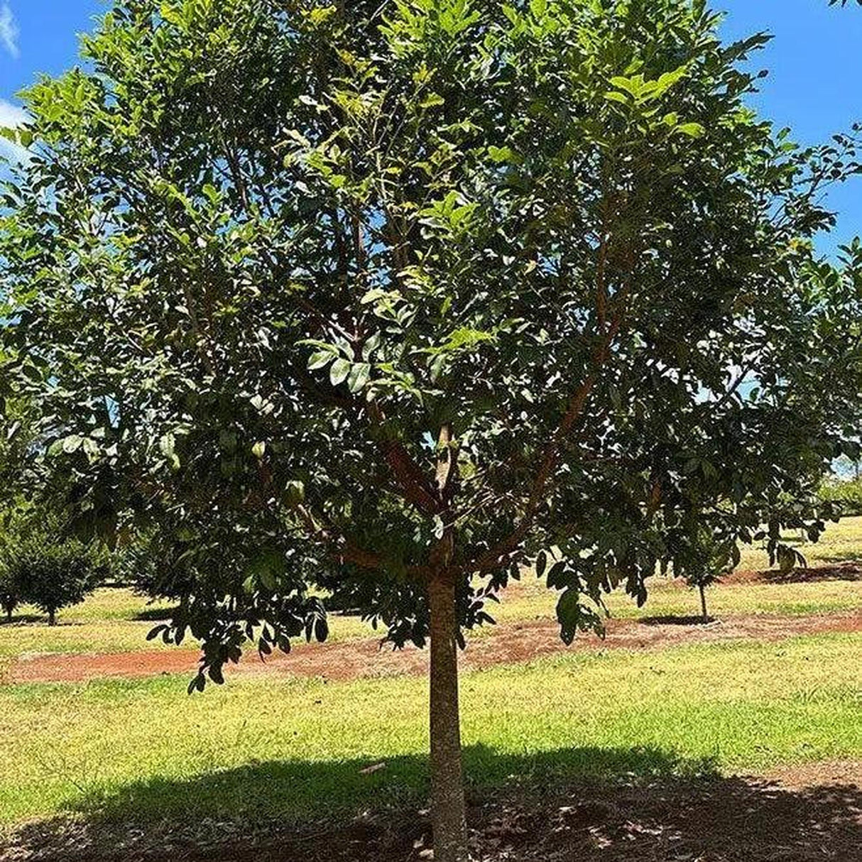 A lush, thick-canopied FLINDERSIA australis (Australian Teak) - Ex Ground stands on a grassy field under a clear blue sky, ideal for inspiring landscape projects.-Nursery Near Me